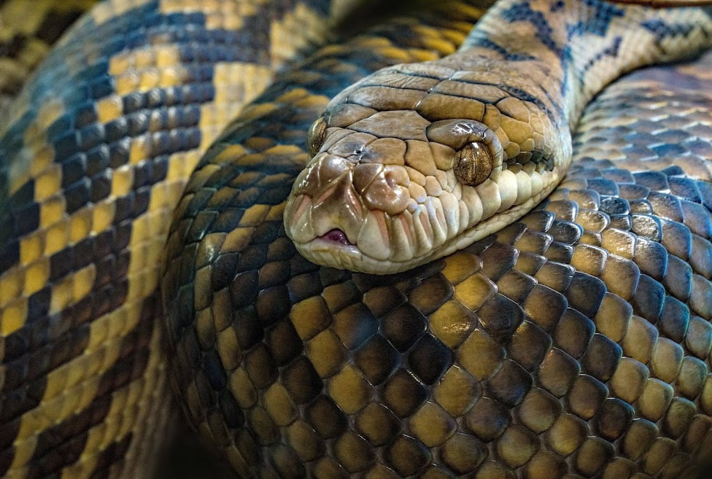 celebrating-nag-panchami-the-festival-of-the-snake-god-what-is-nag